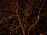 DSCN0923