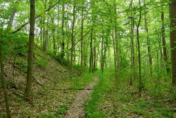 A typical view of the CG&P California Woods ROW