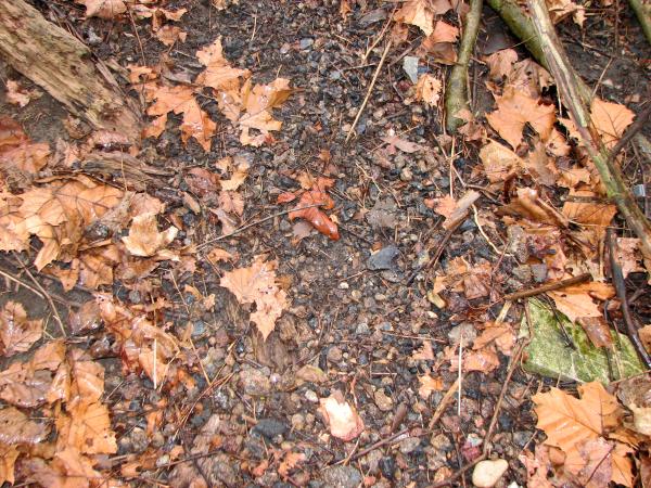 Detail of the CG&P right-of-way near Hall Run in Mt. Carmel