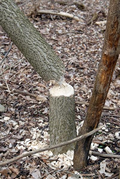 Beaver work on one of the trees near the old Red Bank Road bridge